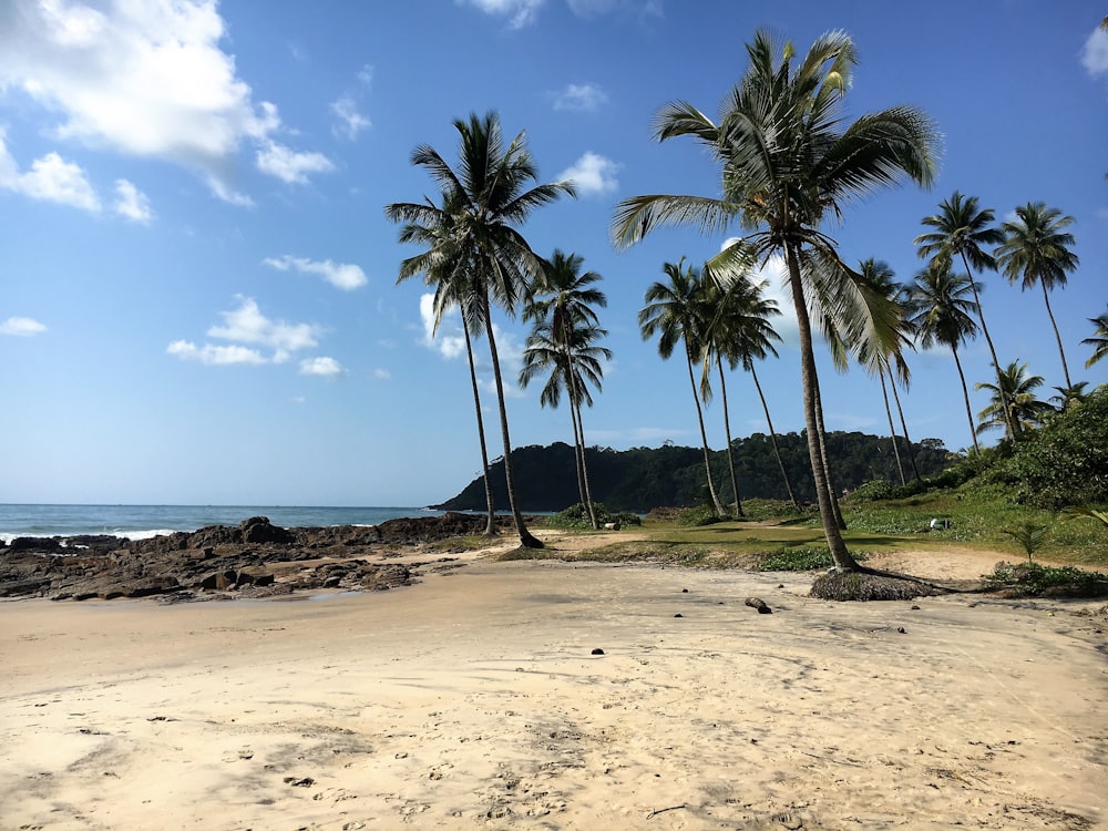 Coconut grove by the sea near Itacaré and Maraú