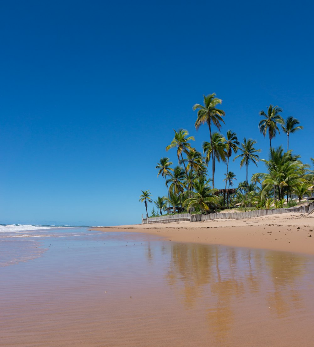 Palm-lined beach on the Maraú Peninsula, Bahia
